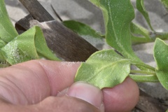 Physalis cinerascens spathulifolia