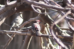 Haemorhous mexicanus