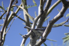 Polioptila