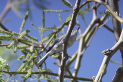 Polioptila