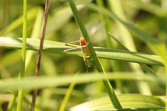 Conocephalus doryphorus