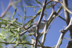 Polioptila