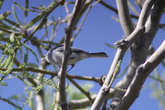 Polioptila