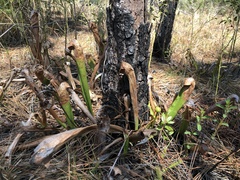 Sarracenia minor minor