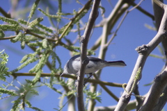 Polioptila