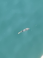 Takifugu alboplumbeus