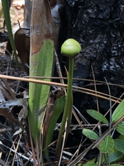 Sarracenia minor minor