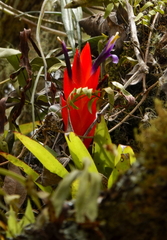 Tillandsia multicaulis