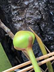 Sarracenia minor minor