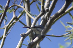 Polioptila