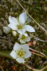 Gentianella corymbifera