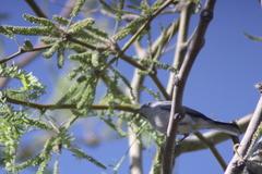 Polioptila