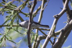 Polioptila