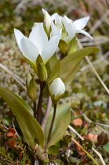 Gentianella corymbifera