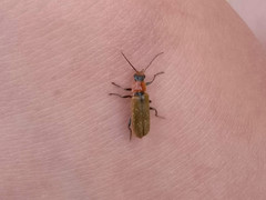 Cantharis quadripunctata