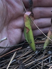 Sarracenia minor minor