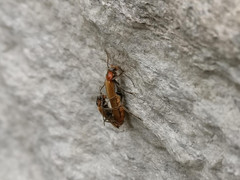 Cantharis quadripunctata