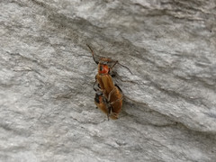 Cantharis quadripunctata