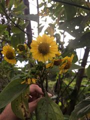 Smallanthus pyramidalis