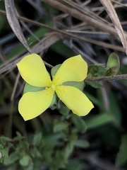 Hypericum suffruticosum