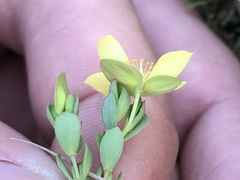 Hypericum suffruticosum