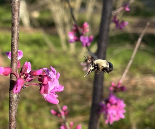 Blueberry Digger Bee