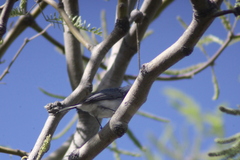 Polioptila