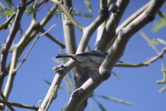 Polioptila