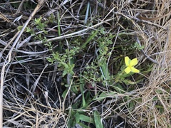 Hypericum suffruticosum