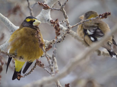 Coccothraustes vespertinus brooksi