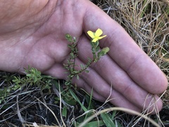 Hypericum suffruticosum