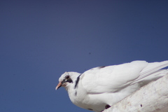 Columba livia