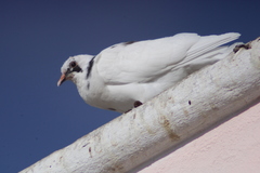 Columba livia