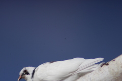 Columba livia