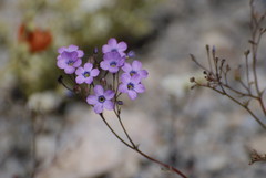 Gilia cana