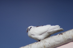 Columba livia