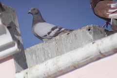 Columba livia