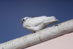 Columba livia