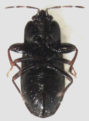 Plinthisus woodwardi