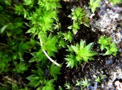 Ptychostomum donianum