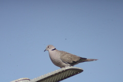Streptopelia decaocto