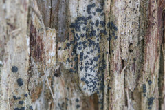 Cresponea chloroconia