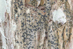 Cresponea chloroconia