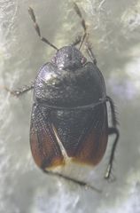Melanaethus crenatus