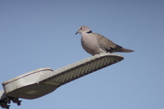Streptopelia decaocto