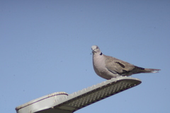 Streptopelia decaocto