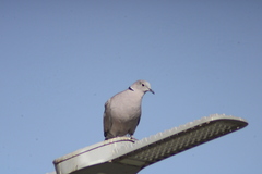 Streptopelia decaocto