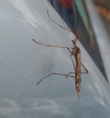 Gynoplistia magnifica