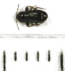 Plinthisus woodwardi