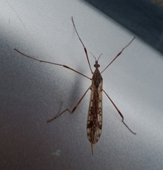 Gynoplistia magnifica